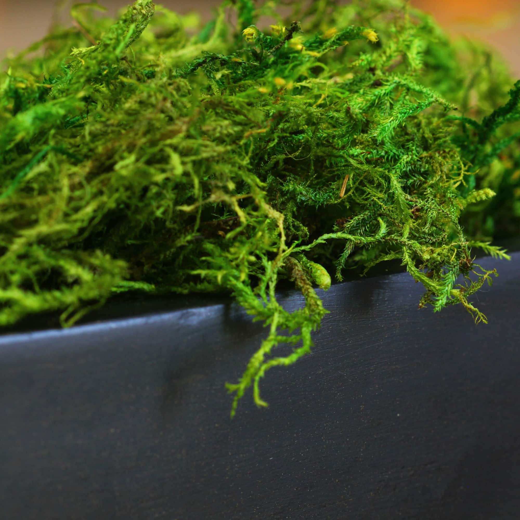 SuperMoss® Preserved Green Moss